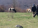 Wild Ponies of Grayson Highlands